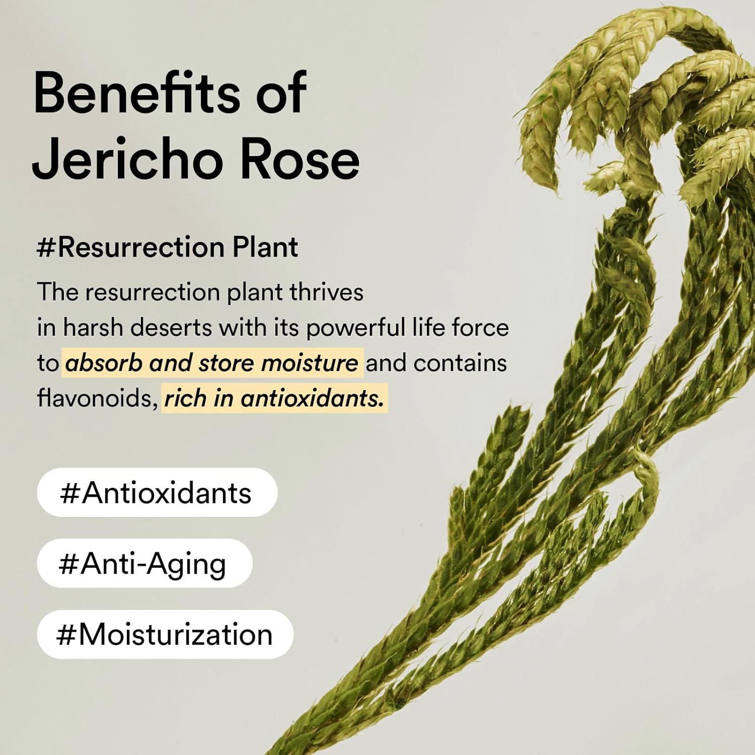Abib Collagen Eye Cream Jericho Rose Tube 30ml | Anti - Aging, Firming & Hydrating Eye Treatment Reduce Fine Lines, Brighten Dark Circles & Boost Elasticity - T.E.R